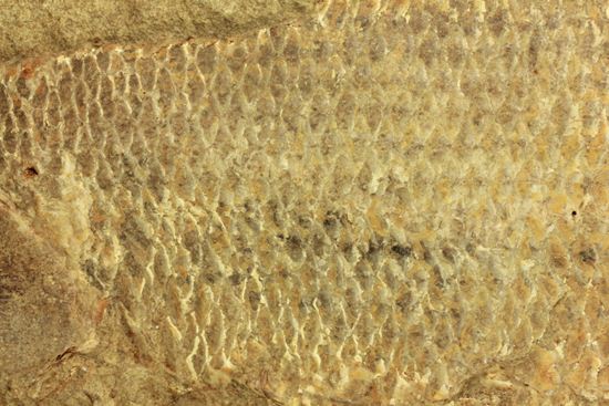 手元に海を感じる！威厳のある魚化石（その6）