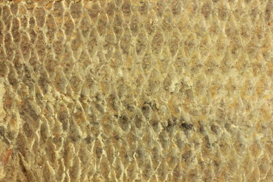 手元に海を感じる！威厳のある魚化石（その7）