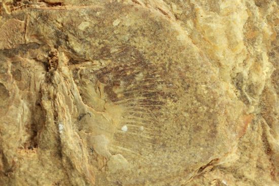 手元に海を感じる！威厳のある魚化石（その9）