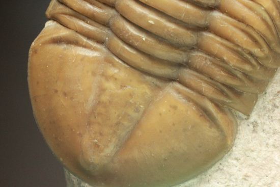 のびやかな!アサフス・レピドゥルス(その5)