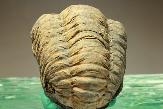 オルドビス紀の三葉虫ディアカリメネ・ウーズレグイ(Diacalymene ouzregui)(その2)
