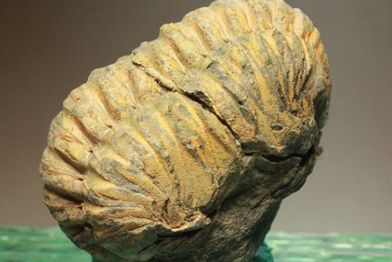 オルドビス紀の三葉虫ディアカリメネ・ウーズレグイ(Diacalymene ouzregui)(その3)