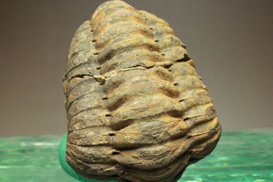 オルドビス紀の三葉虫ディアカリメネ・ウーズレグイ(Diacalymene ouzregui)(その5)