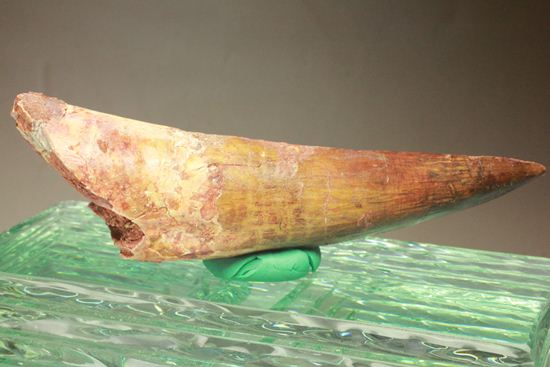 一期一会14.5cmのスピノサウルス極上美歯(その10)