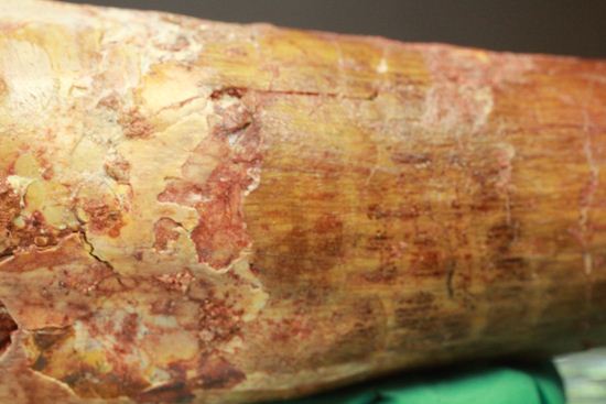 一期一会14.5cmのスピノサウルス極上美歯(その12)