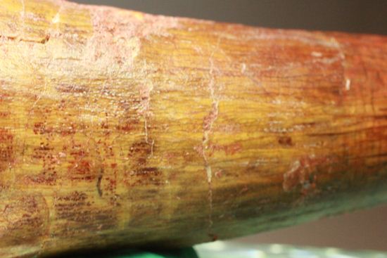 一期一会14.5cmのスピノサウルス極上美歯(その13)