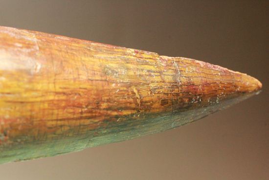 一期一会14.5cmのスピノサウルス極上美歯(その14)