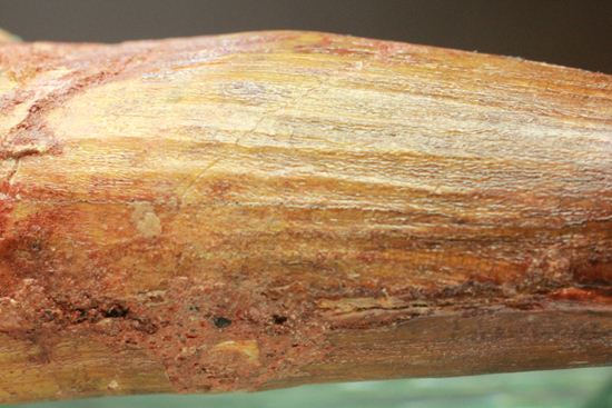 一期一会14.5cmのスピノサウルス極上美歯(その15)