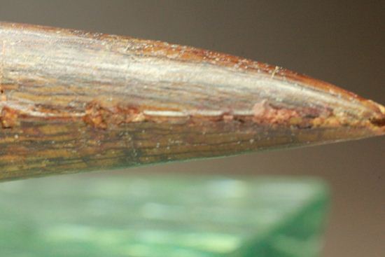 一期一会14.5cmのスピノサウルス極上美歯(その18)