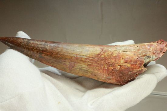 一期一会14.5cmのスピノサウルス極上美歯(その19)