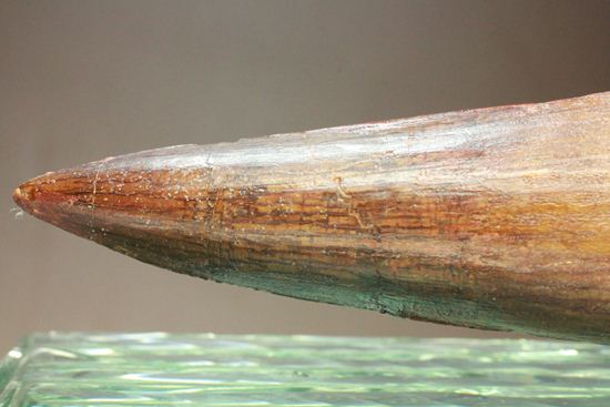 一期一会14.5cmのスピノサウルス極上美歯(その2)