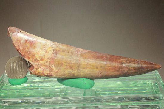 一期一会14.5cmのスピノサウルス極上美歯(その20)