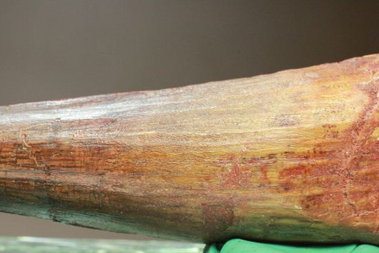 一期一会14.5cmのスピノサウルス極上美歯(その3)