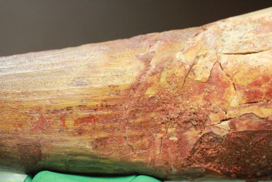 一期一会14.5cmのスピノサウルス極上美歯(その4)