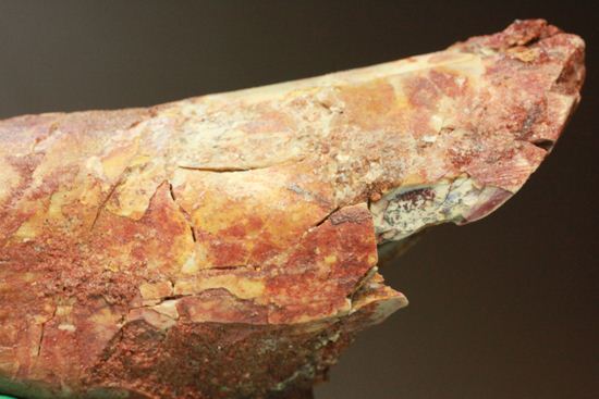 一期一会14.5cmのスピノサウルス極上美歯(その5)
