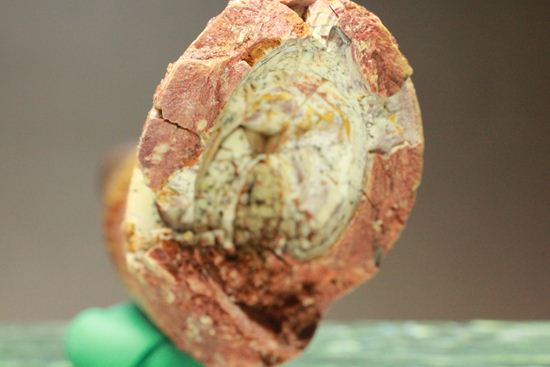 一期一会14.5cmのスピノサウルス極上美歯(その8)