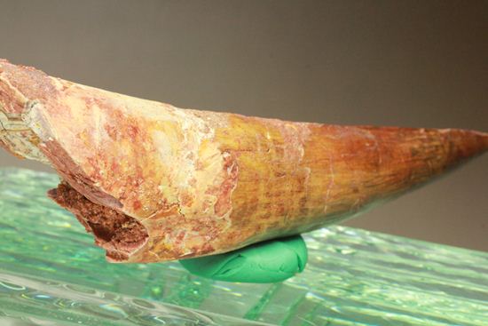 一期一会14.5cmのスピノサウルス極上美歯(その9)