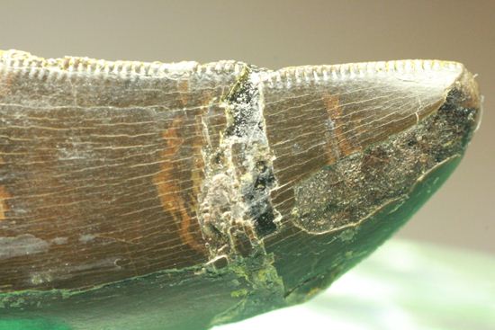 アロサウルスの極上歯。3Dクリーニングに成功!(その10)