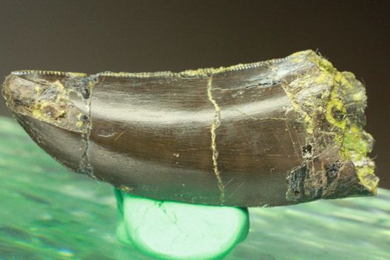 アロサウルスの極上歯。3Dクリーニングに成功!(その13)