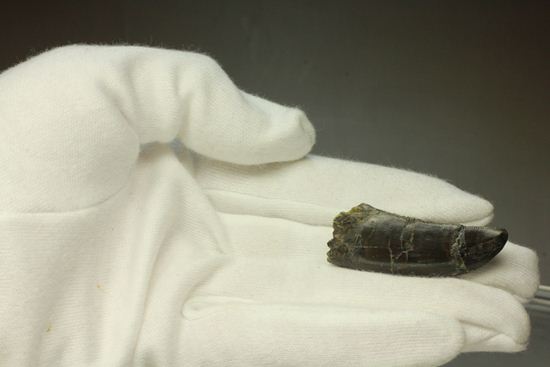 アロサウルスの極上歯。3Dクリーニングに成功!(その14)