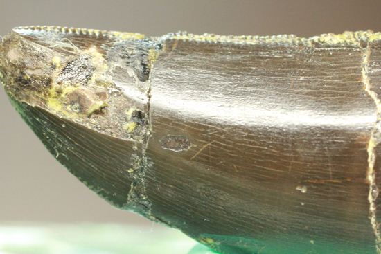アロサウルスの極上歯。3Dクリーニングに成功!(その15)