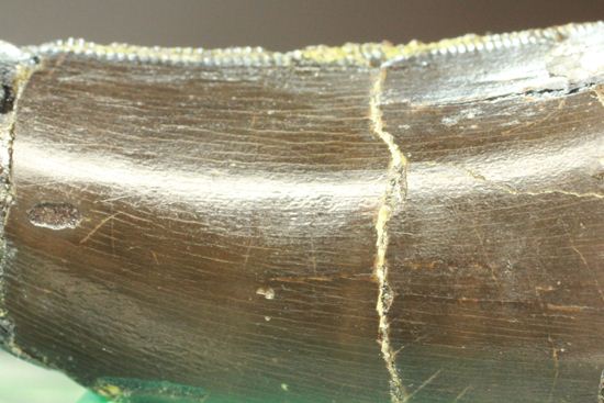 アロサウルスの極上歯。3Dクリーニングに成功!(その2)