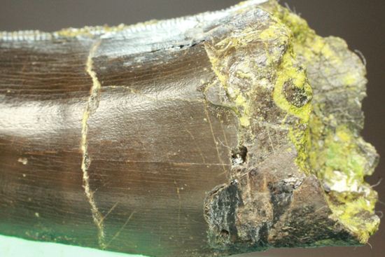 アロサウルスの極上歯。3Dクリーニングに成功!(その3)