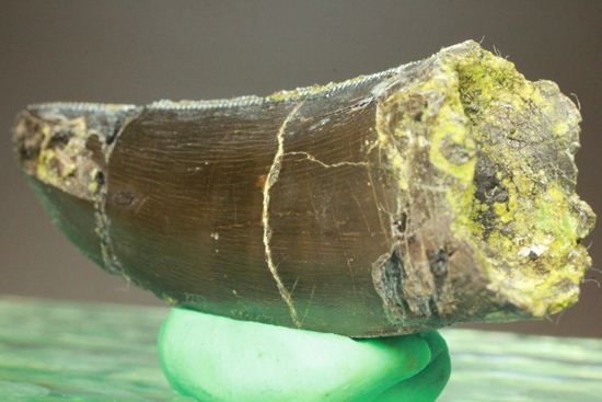 アロサウルスの極上歯。3Dクリーニングに成功!(その4)