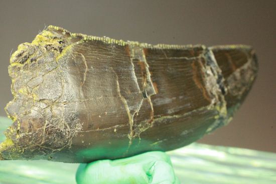 アロサウルスの極上歯。3Dクリーニングに成功!(その6)
