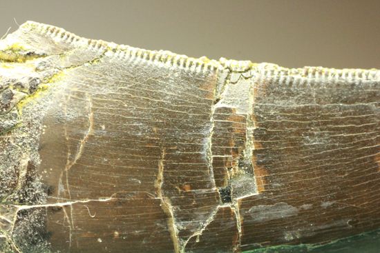 アロサウルスの極上歯。3Dクリーニングに成功!(その8)