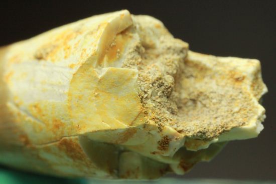 これぞ化石セブンクオリティ！一級品のエラスモサウルスの極上歯（その7）