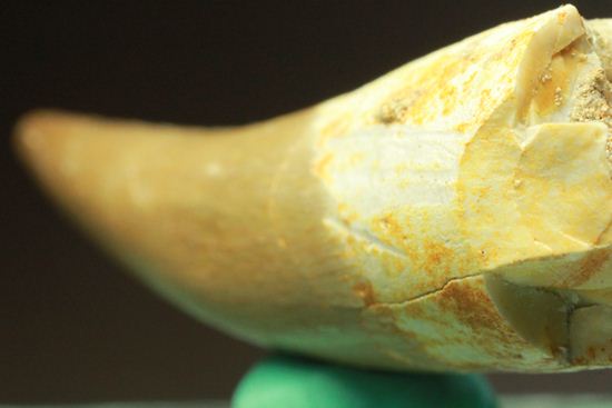 これぞ化石セブンクオリティ！一級品のエラスモサウルスの極上歯（その8）