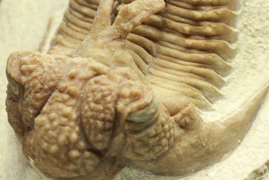 ロシアン三葉虫のキング、ホプロリカス(その19)