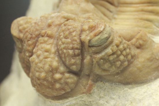 ロシアン三葉虫のキング、ホプロリカス(その7)