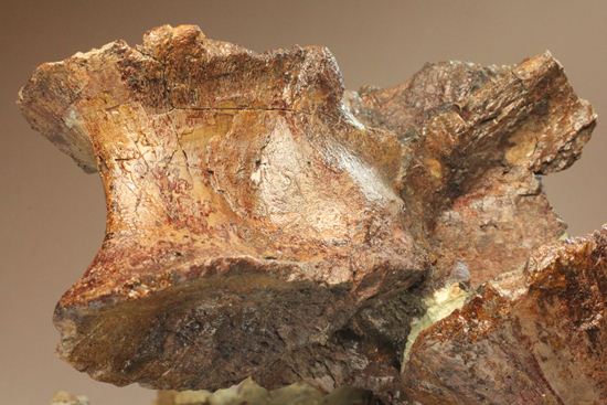 希少性の極み、アロサウルスの脊椎骨（モリソン層）（その10）