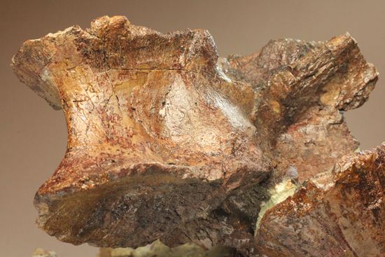 希少性の極み、アロサウルスの脊椎骨(モリソン層)(その10)