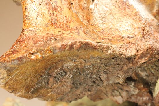 希少性の極み、アロサウルスの脊椎骨(モリソン層)(その11)