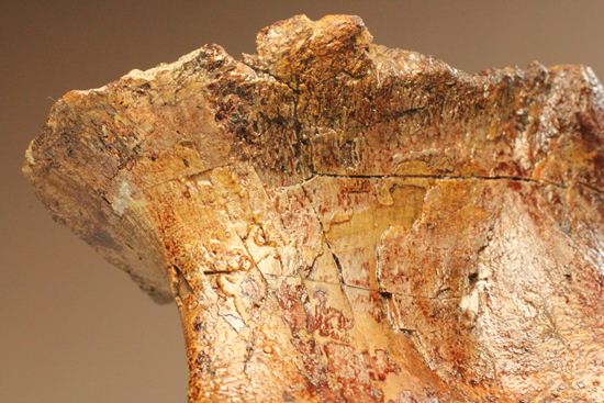 希少性の極み、アロサウルスの脊椎骨（モリソン層）（その12）