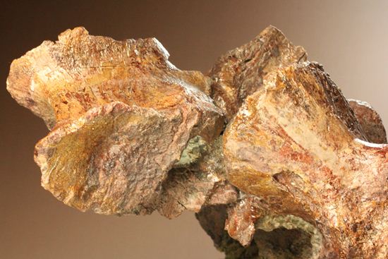 希少性の極み、アロサウルスの脊椎骨(モリソン層)(その14)