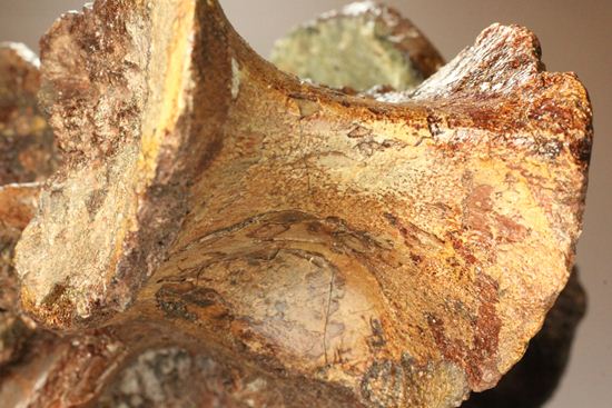 希少性の極み、アロサウルスの脊椎骨（モリソン層）（その16）