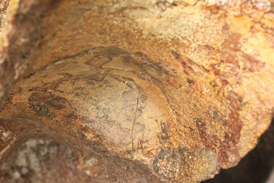 希少性の極み、アロサウルスの脊椎骨(モリソン層)(その17)