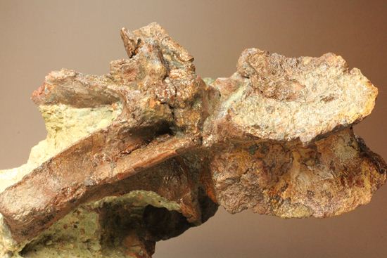 希少性の極み、アロサウルスの脊椎骨(モリソン層)(その18)