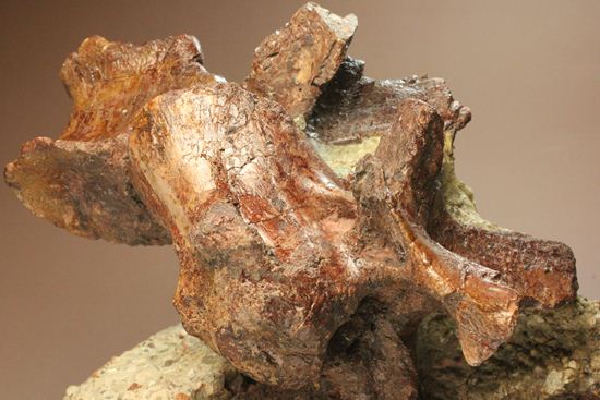 希少性の極み、アロサウルスの脊椎骨（モリソン層）（その3）