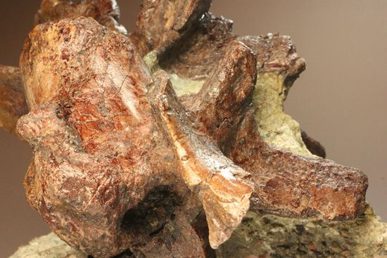 希少性の極み、アロサウルスの脊椎骨（モリソン層）（その4）
