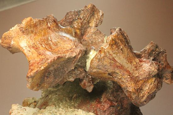 希少性の極み、アロサウルスの脊椎骨(モリソン層)(その5)