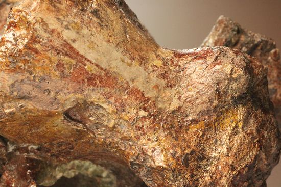 希少性の極み、アロサウルスの脊椎骨（モリソン層）（その7）