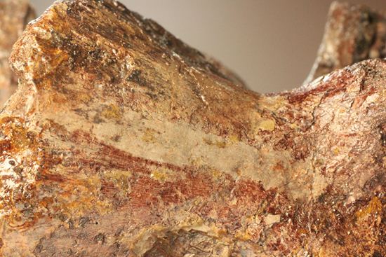 希少性の極み、アロサウルスの脊椎骨(モリソン層)(その9)