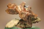 希少性の極み、アロサウルスの脊椎骨（モリソン層）