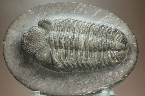 保存状態良好の、ドロトプス・アルマータス(Drorops armatus)の幼体(その1)