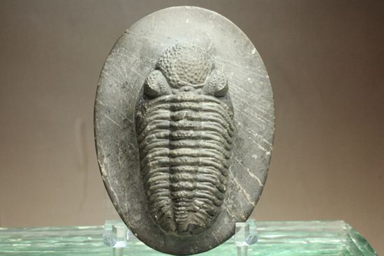 保存状態良好の、ドロトプス・アルマータス(Drorops armatus)の幼体(その10)